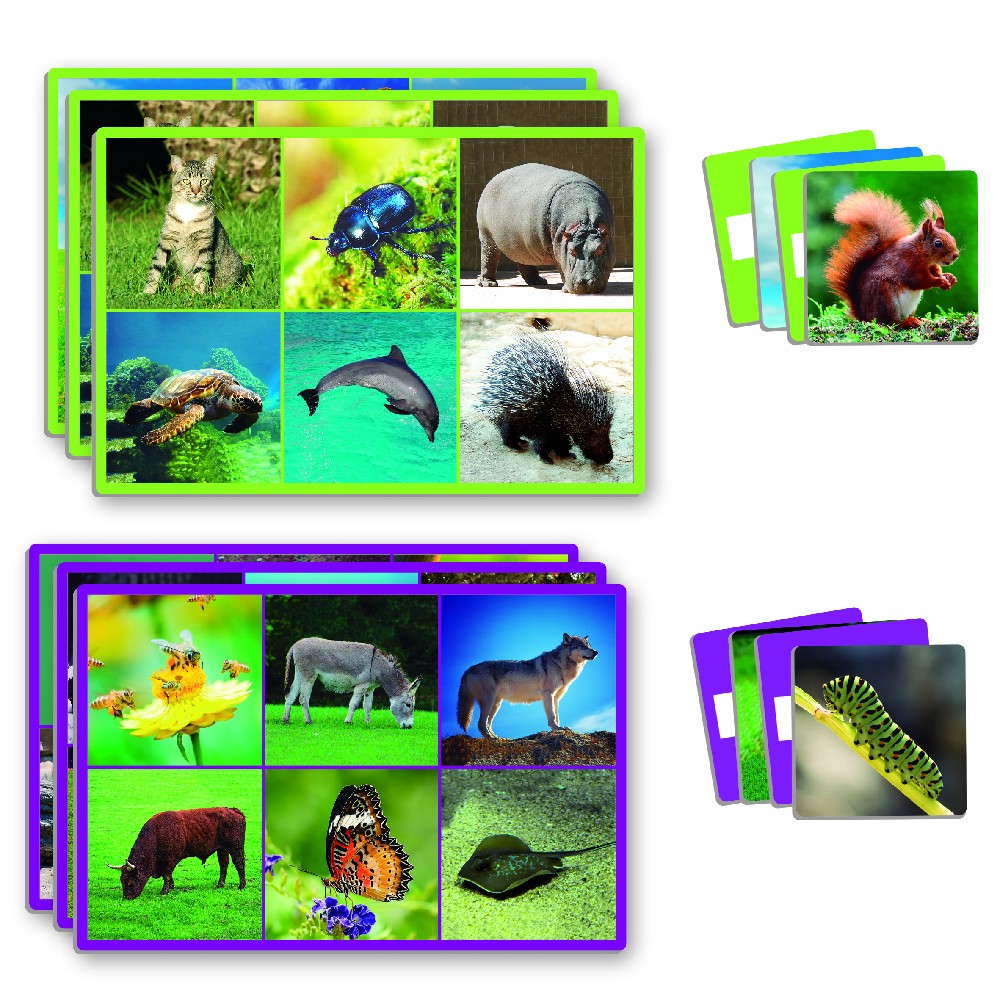 Joc educativ, Să învățăm animalele, Akros, 72 animale, 3 ani+